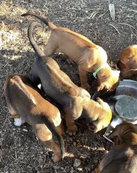 Registered Rhodesian Ridgeback Puppies - litter of 16