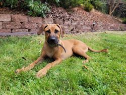 Pure bred papered Rhodesian Ridgeback 6 month old puppy