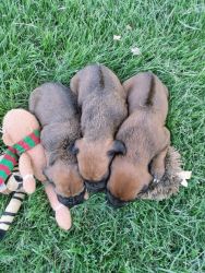 Meet Your Next Best Friend: AKC Registered Rhodesian Ridgeback Puppies