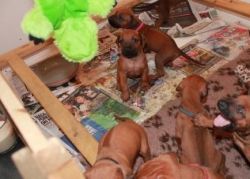 Rhodesian Ridgeback Puppies For Sale