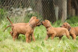 straightforward Rhodesian Ridgeback puppies