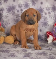 Purebred Rhodesian Puppies for sale