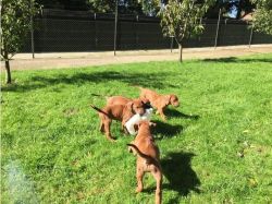 Rhodesian Ridgeback puppies for great forever loving homes