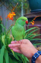 Indian Ringneck Parrots For Sell.
