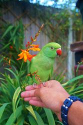 Ringedneck Indian Parrots For Sell
