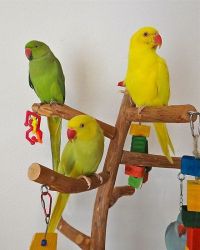Baby Ringneck Parrots Share Tweet +1 Pin it
