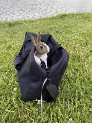 Very intelligent and sweet rabbit pet