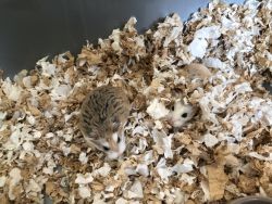 Two robo dwarf hamster with case