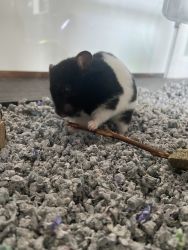 Male dwarf hamster