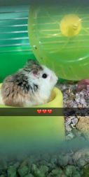 Dwarf Hamster with starter cage