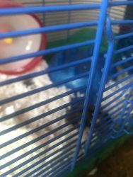 Dwarf hamster, needs a better home