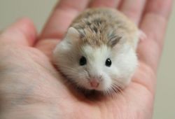 Adorable Baby Roborovski Dwarf Hamster
