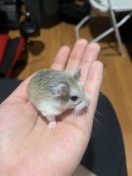 Robo dwarf hamster