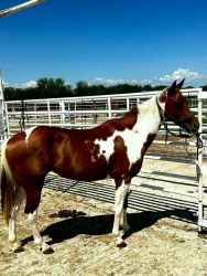 Horses for Sale