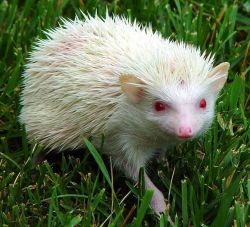 Baby albino hedgehog red eyes Erizo