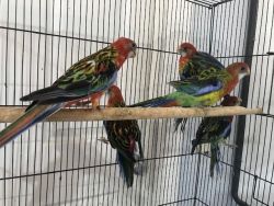 Eastern Rosella Parrots For Sale