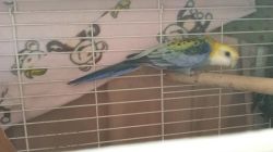 Pale-Headed or Mealy Rosellas/ Rosella for Sale