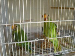 plumhead parakeet