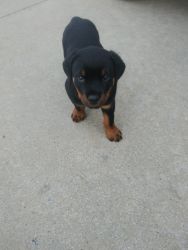 8 week old Rottweiler with all paperwork very good-natured looking for