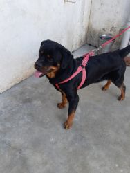 I want to sell our dog(Rottweiler)