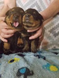 Rottweiler pups are here