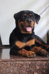 Rottweiler 5 months puppy