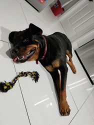 Pure breed - Rottweiler -1 year -8 months