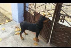 10 months rotador for sell
