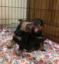 Rottweiler Puppies for SALE