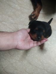 Pure breed Rotweiller puppies for sale