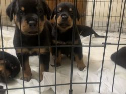 Rottweiler puppy for SALE