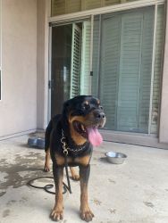 Germain Trained Rottweiler for sale
