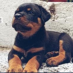 45 days Rottweiler male puppy is available.