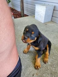 5 Rottweilers 4 Sale!!! Going FAST!!! ACT NOW!!!