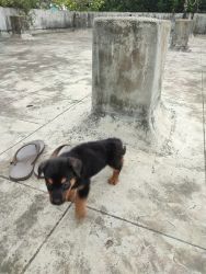 Rottweiler female puppy for sale