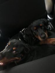 Hello I’m selling 2 Rottweiler puppy’s 4 months old