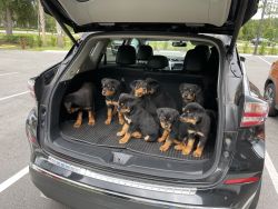 Purebred Rottweiler Puppies