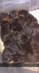 Baby Rottweilers for sale!