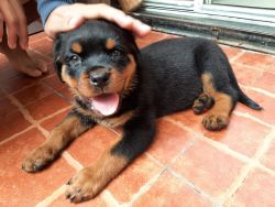 Rottweiler Champion Breed Male Puppy