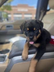 Rottweiler Purebred Puppies for sale
