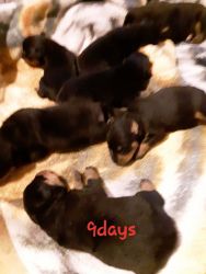 Puppies for sale in Arkansas