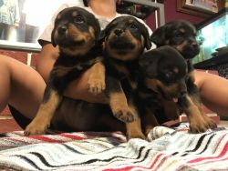 Amiable Rottweiler Puppies