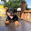 GO HOME READY!! Rottweilers Pups