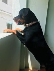 Rottweiler-8 months old - Male