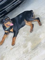 8Month Female Rottweiler House Train Very Pet Friendly Great With Kids
