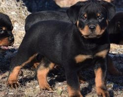 Big Boned German Rottweiler puppies. Contact: xxx-xxx-xxxx