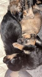 Puppies Rottweiler/Dutch Shepard