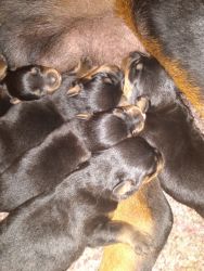 $650 rottweiler puppies