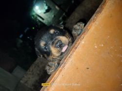 Selling good quality rottweiler puppies