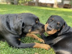 Rottweiler Brothers For Sale